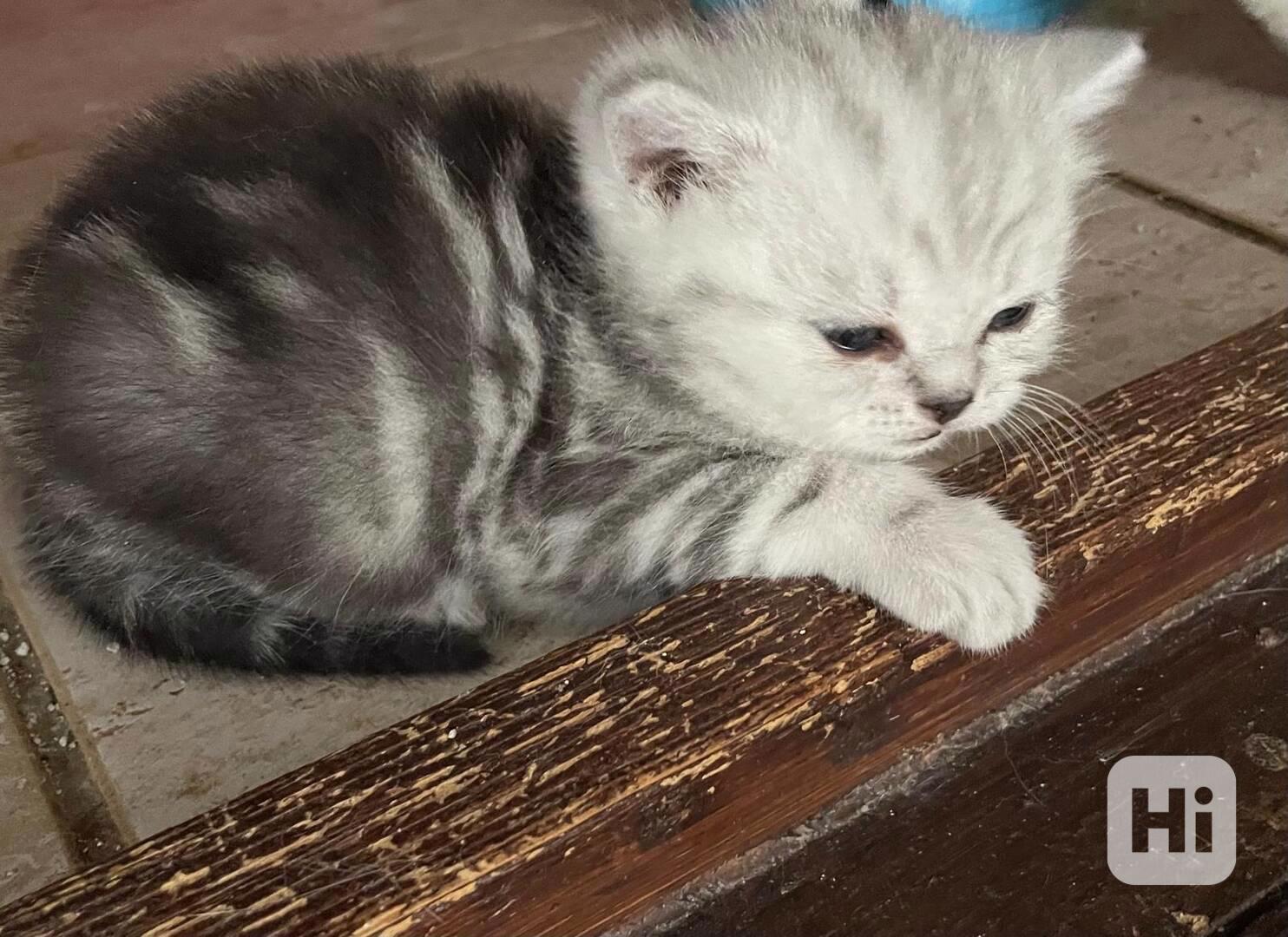 Britská koťata - foto 1