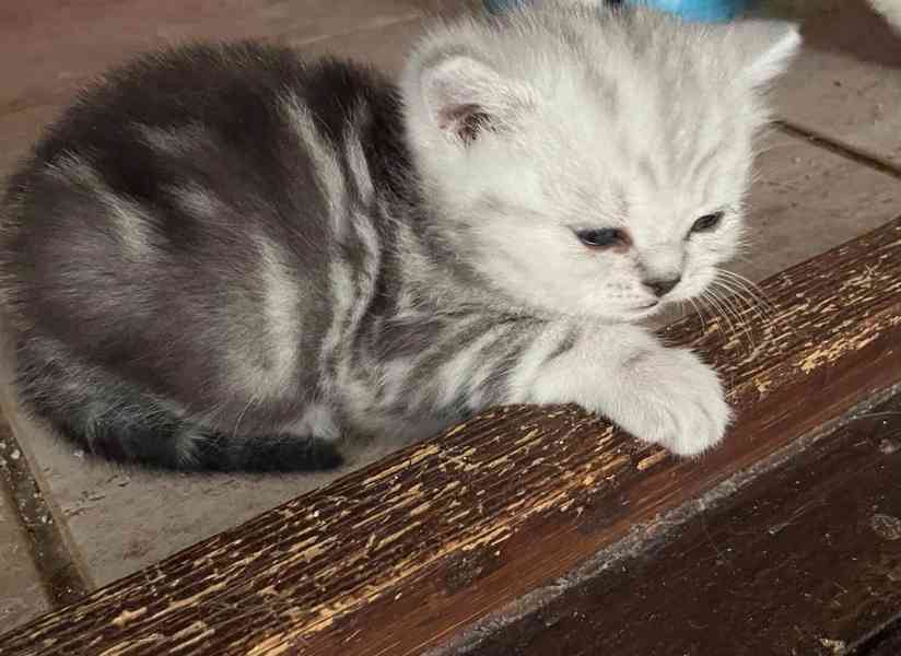 Britská koťata - foto 1