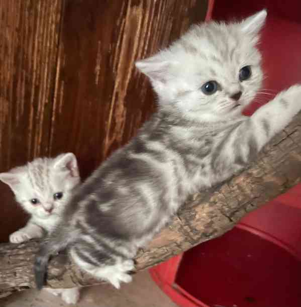 Britská koťata - foto 2