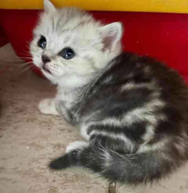 Britská koťata - foto 3