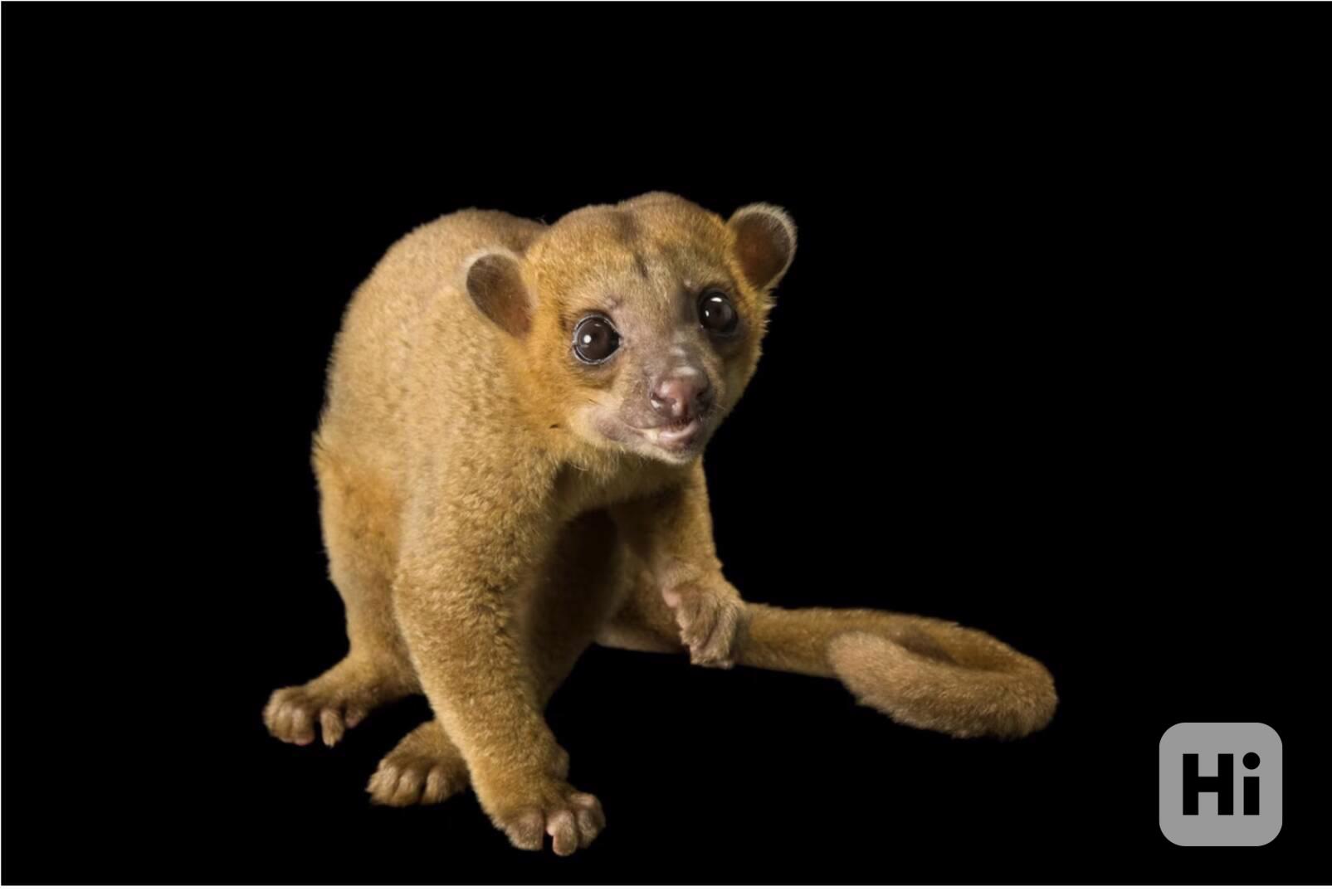 Kinkajou (kynkažu) - foto 1