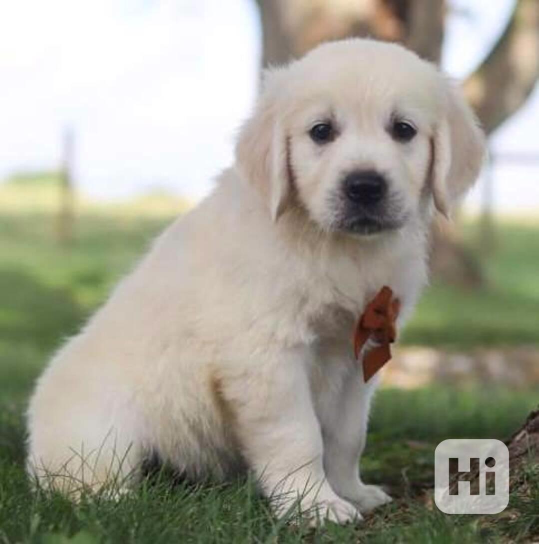 štěňata zlatého retrívra - foto 1