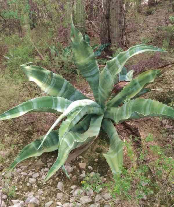 sazenice Agave marmorata