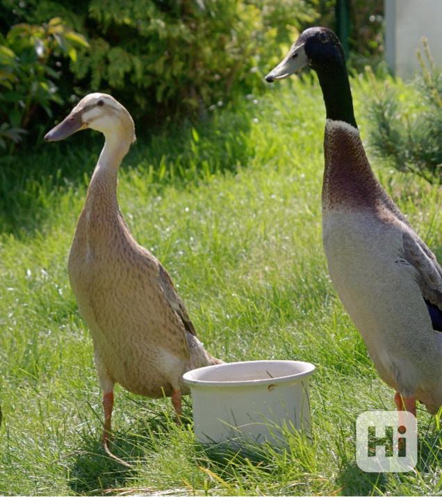 Indický běžec  - foto 1