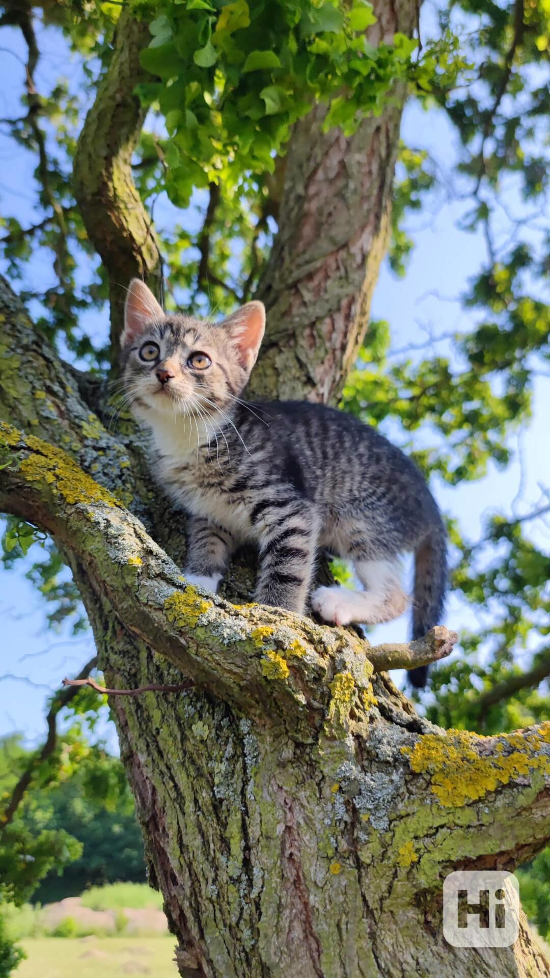 Darujeme koťátka  - foto 1