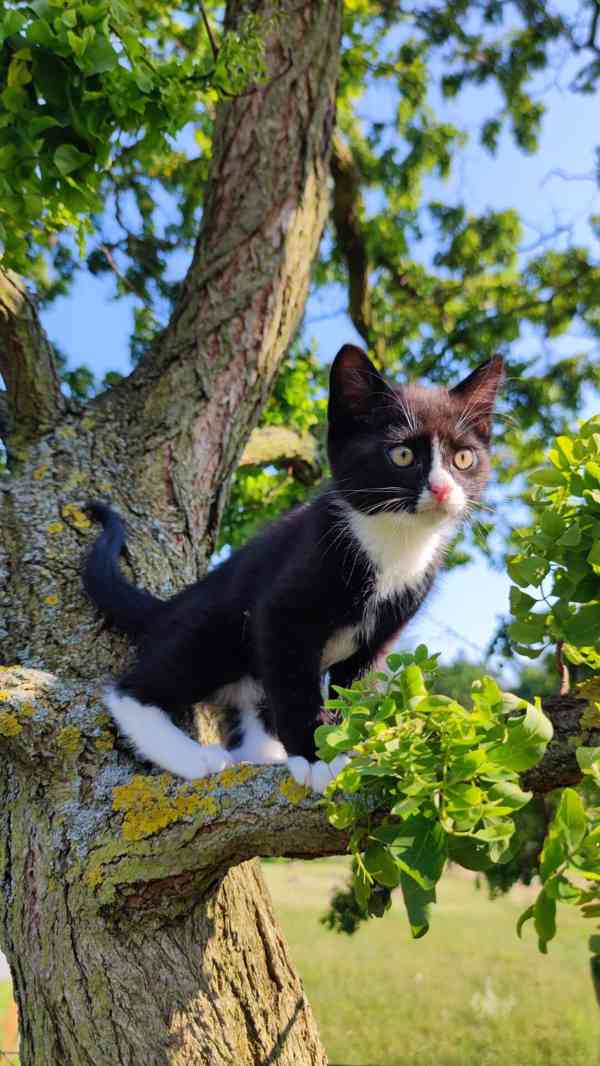 Darujeme koťátka  - foto 4