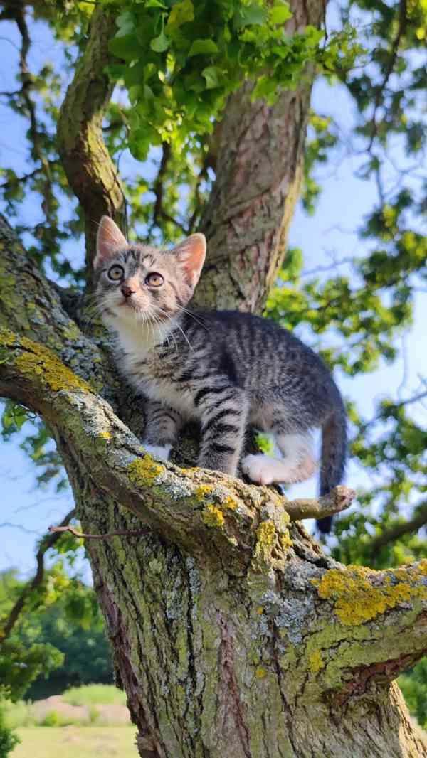 Darujeme koťátka  - foto 1