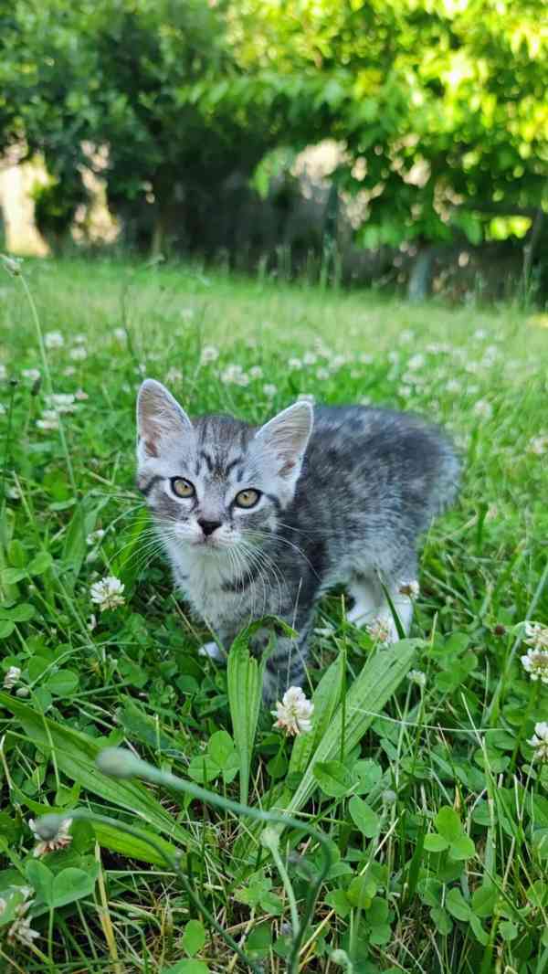 Darujeme koťátka  - foto 2