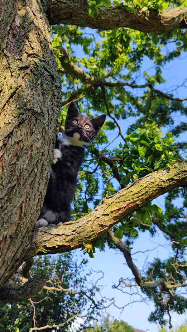 Darujeme koťátka  - foto 3