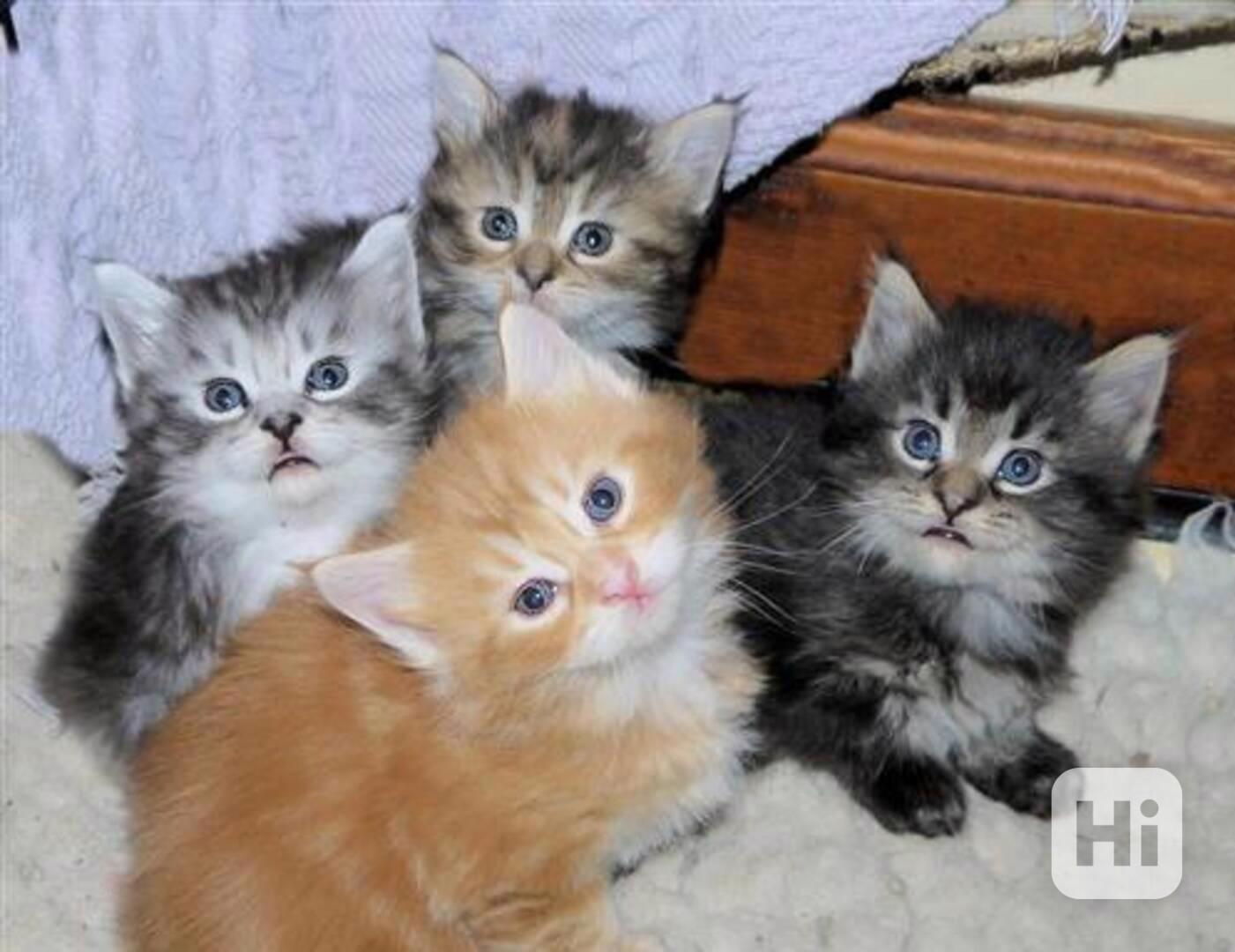 Koťata mainské mývalí kočky, samci a samice, jsou připraveni - foto 1