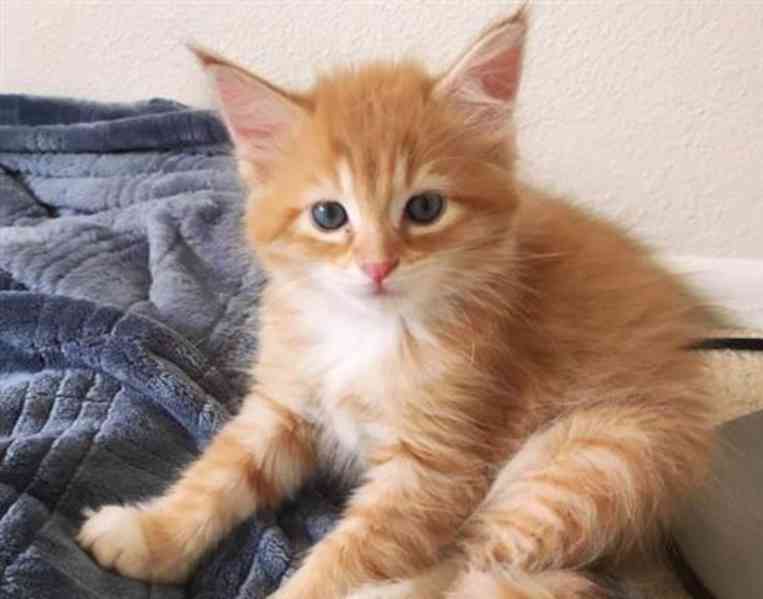 Koťata mainské mývalí kočky, samci a samice, jsou připraveni - foto 2