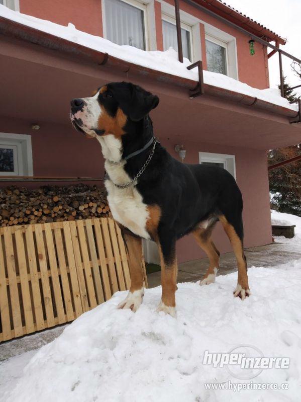 Nabízím ke krytí Velkého švýcarského psa - foto 2