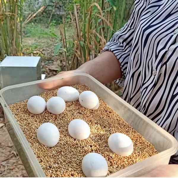 koupit plodná vajíčka papoušků - foto 2