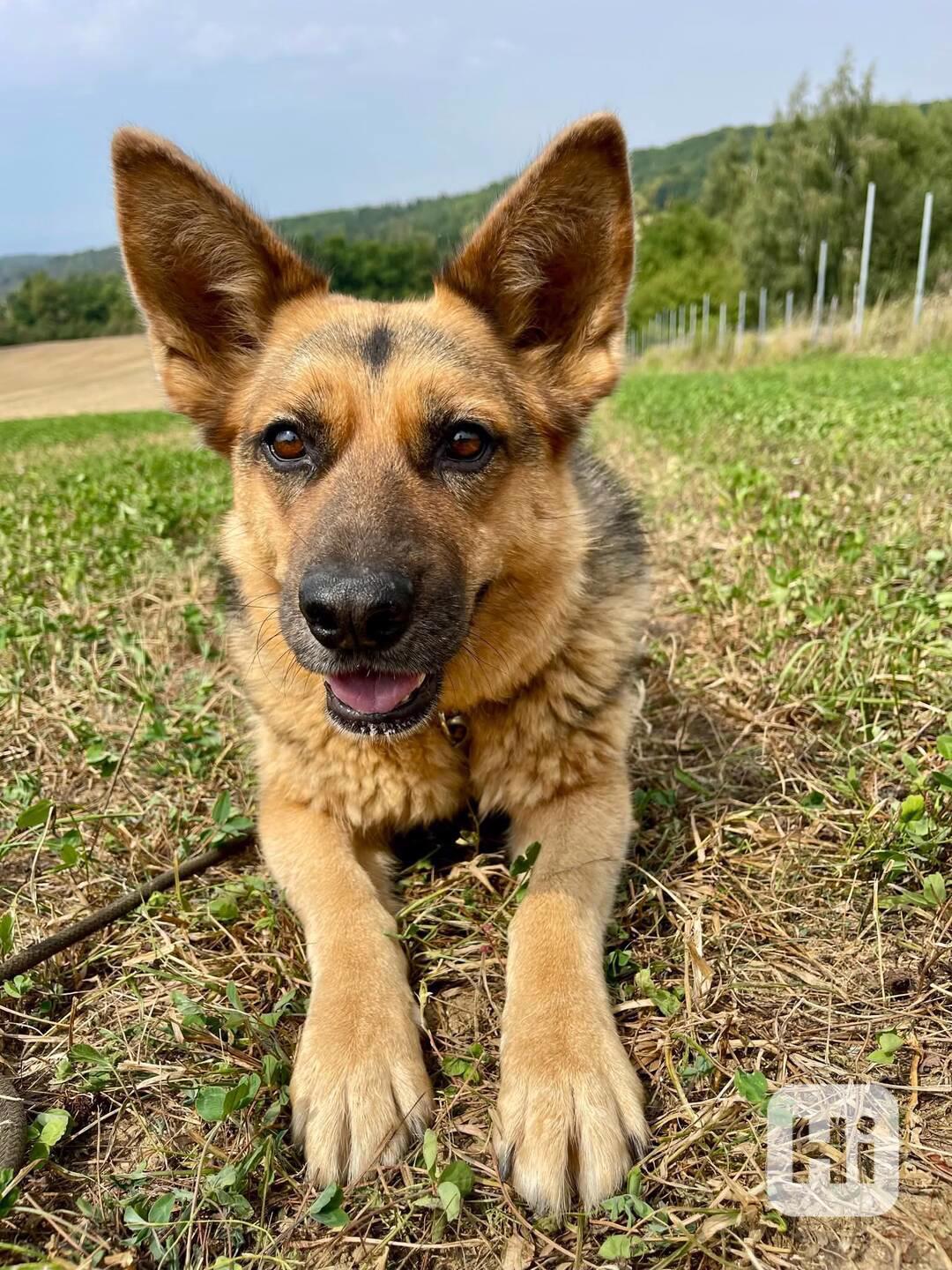 KORINKA - kastrovaná fenečka 6 let  - foto 1