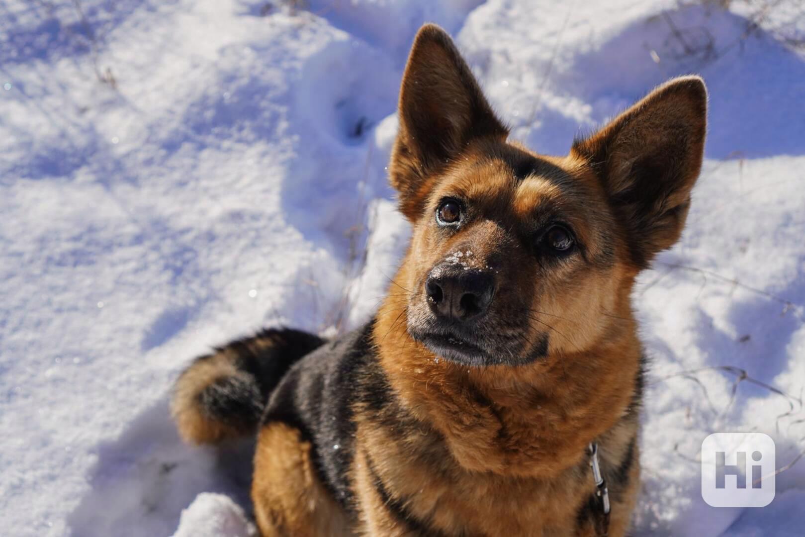 KORINKA - kastrovaná fenečka 6 let  - foto 1