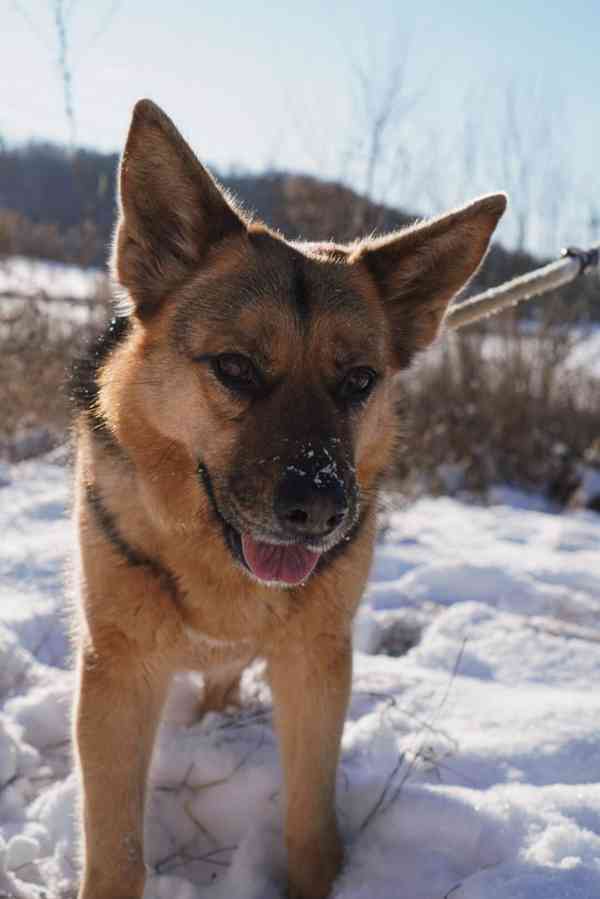 KORINKA - kastrovaná fenečka 6 let  - foto 5