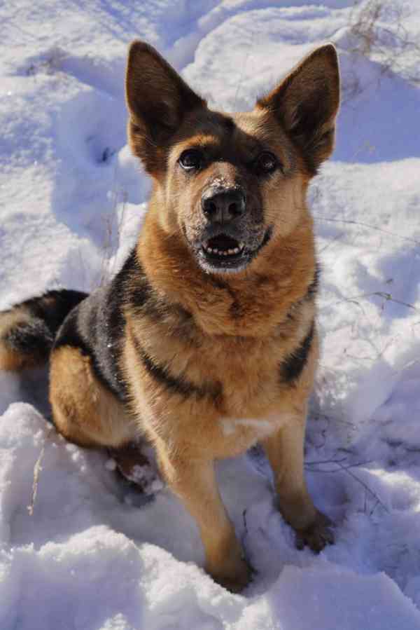 KORINKA - kastrovaná fenečka 6 let  - foto 4