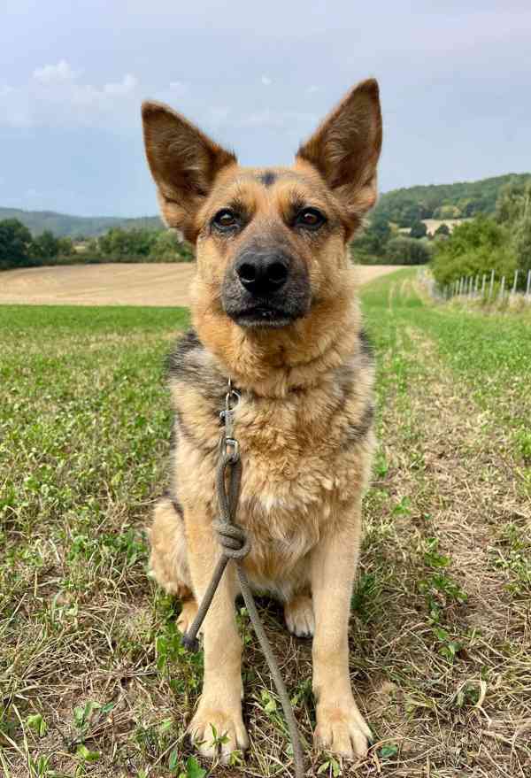 KORINKA - kastrovaná fenečka 6 let  - foto 3