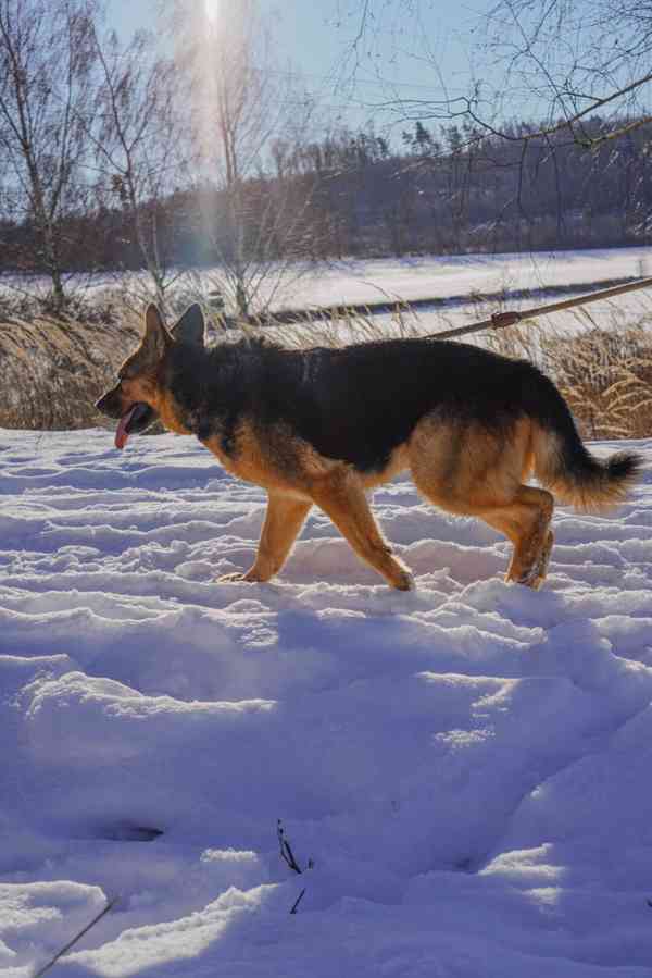 KORINKA - kastrovaná fenečka 6 let  - foto 9