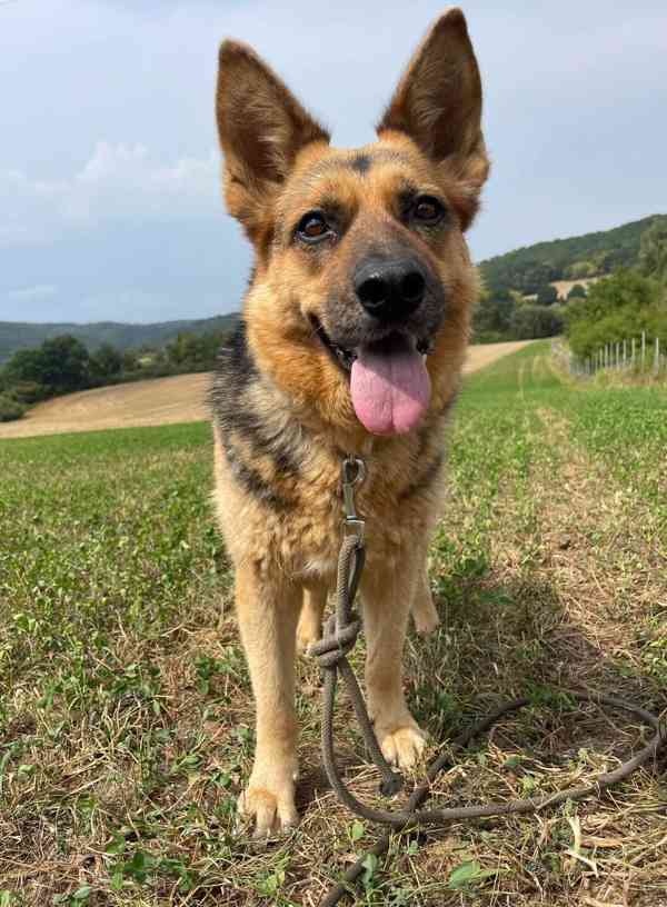 KORINKA - kastrovaná fenečka 6 let  - foto 2
