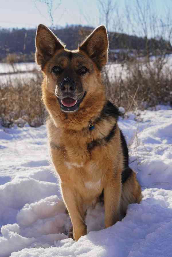 KORINKA - kastrovaná fenečka 6 let  - foto 3