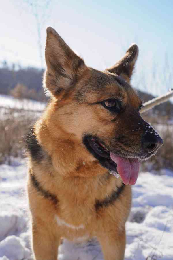 KORINKA - kastrovaná fenečka 6 let  - foto 7