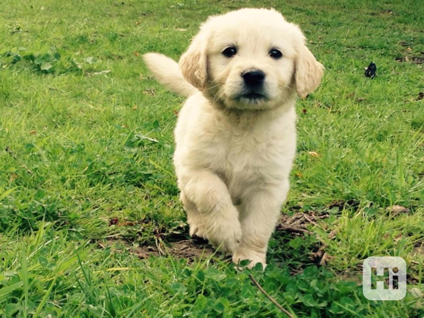 Inteligentní štěňata zlatého retrívra pro dobrý domov. - foto 1