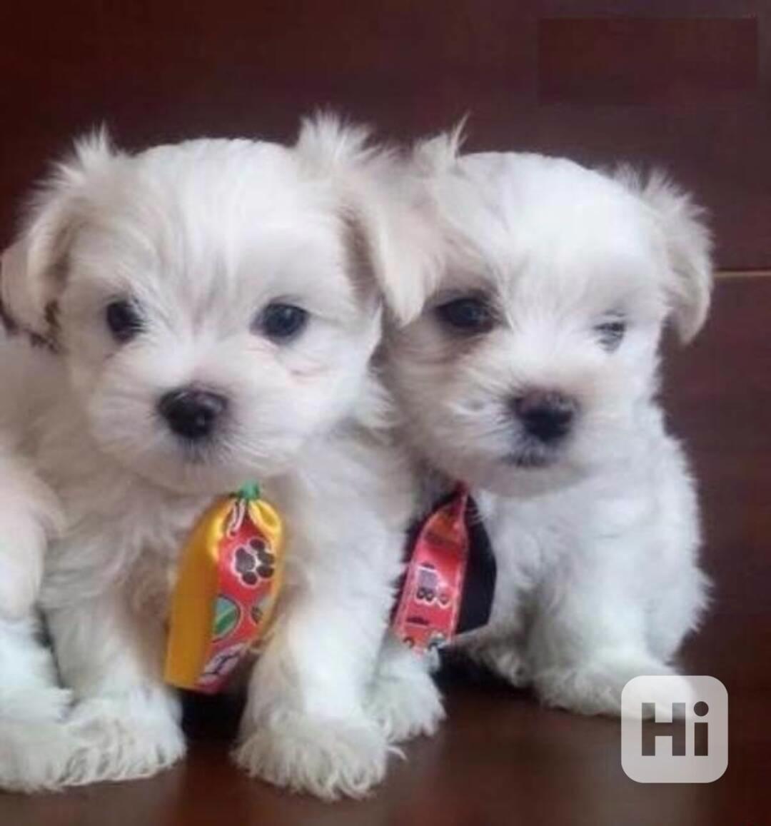 Roztomilá štěňátka maltézského psíka k odběru - foto 1