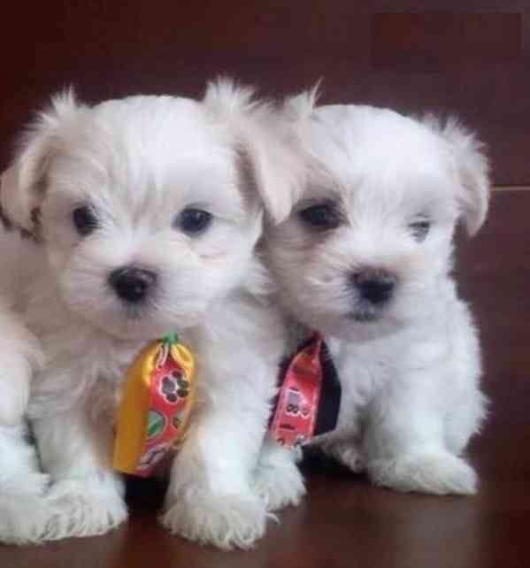 Roztomilá štěňátka maltézského psíka k odběru