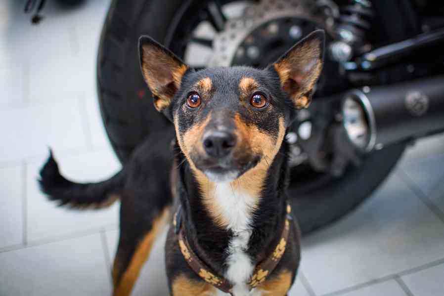 Aprilia – vhodná do terénu i města - foto 3