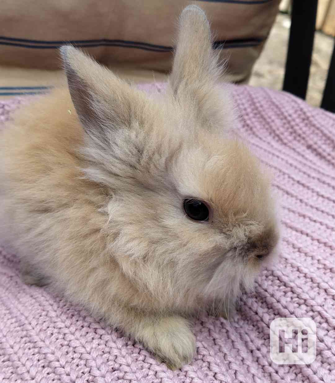 Zakrslí králík Teddy - foto 1