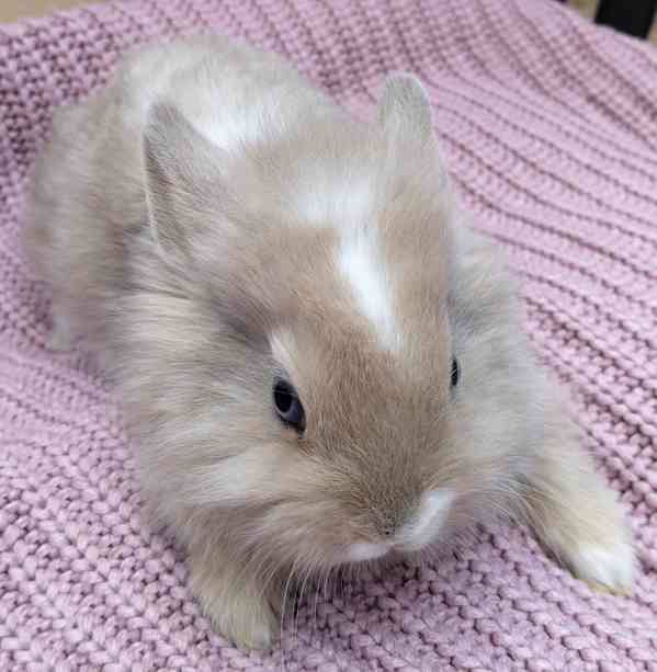 Zakrslí králík Teddy - foto 4