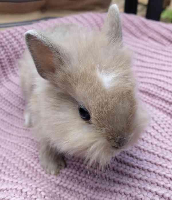 Zakrslí králík Teddy - foto 3