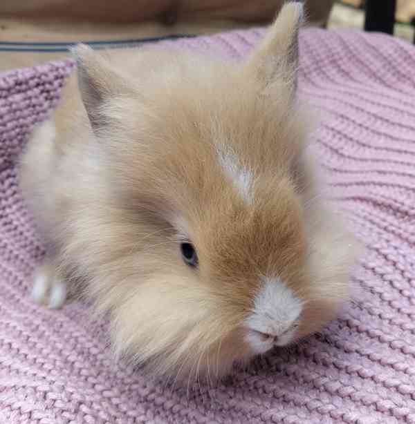 Zakrslí králík Teddy - foto 2