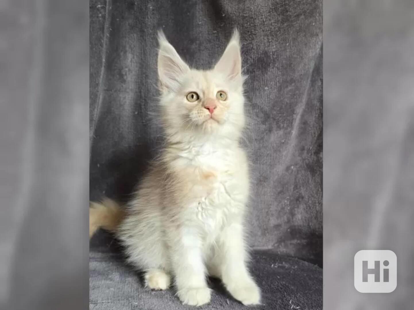 Nabízím koťátatko Mainské Mivali - foto 1