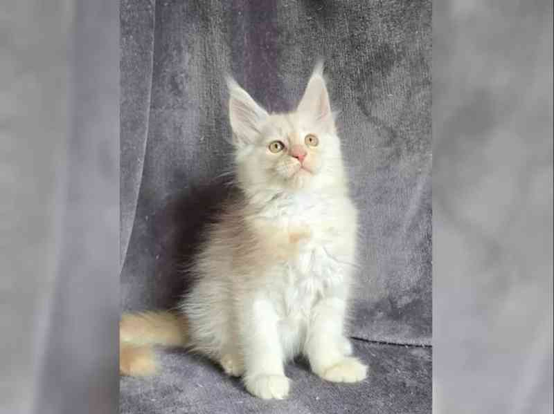 Nabízím koťátatko Mainské Mivali - foto 5