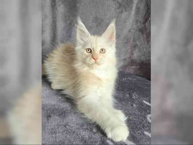 Nabízím koťátatko Mainské Mivali - foto 3