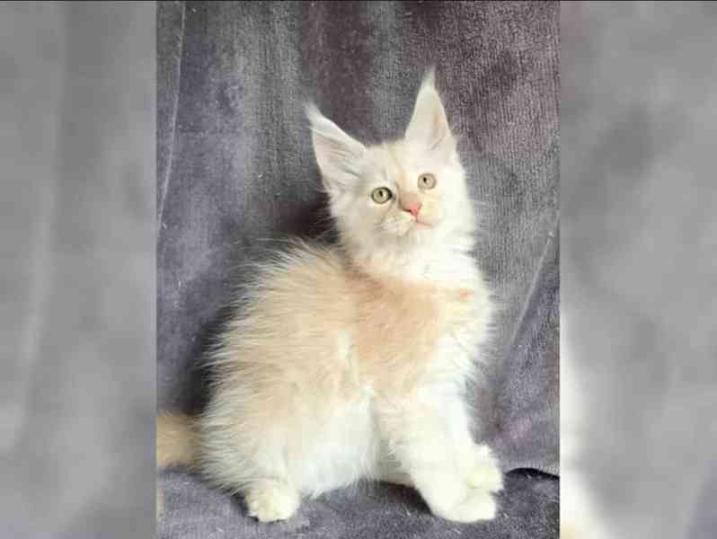 Nabízím koťátatko Mainské Mivali - foto 4