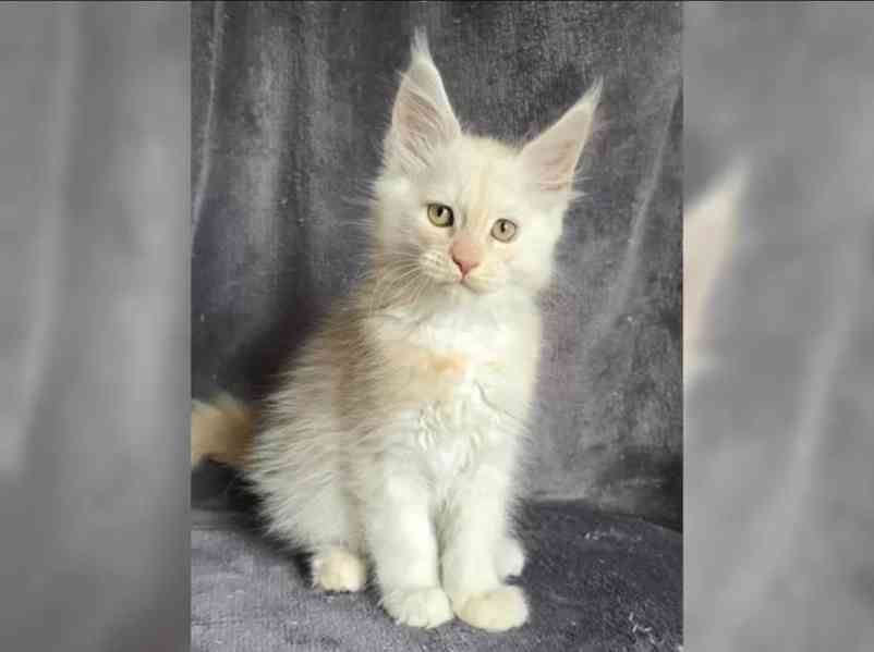 Nabízím koťátatko Mainské Mivali - foto 6