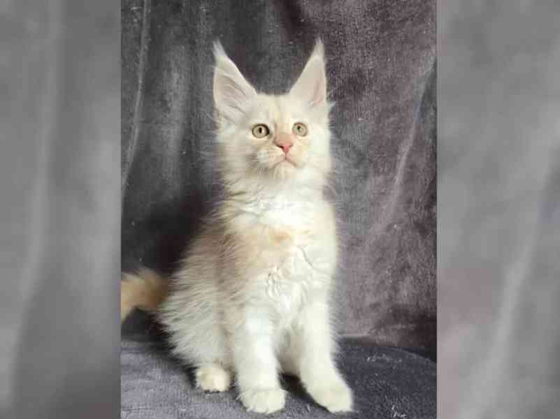 Nabízím koťátatko Mainské Mivali - foto 1