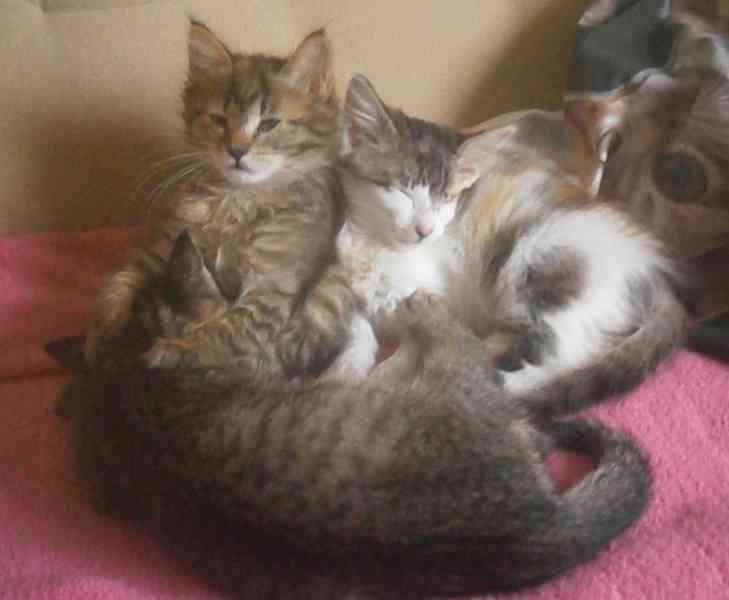 Dlouhosrstá světlá 3barevná Lucinka, 3měsíční kočička - foto 8