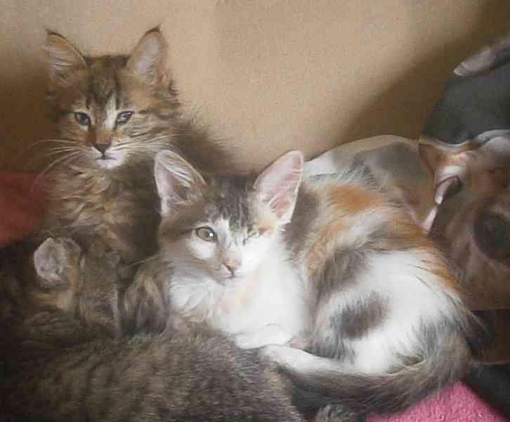 Dlouhosrstá světlá 3barevná Lucinka, 3měsíční kočička - foto 6