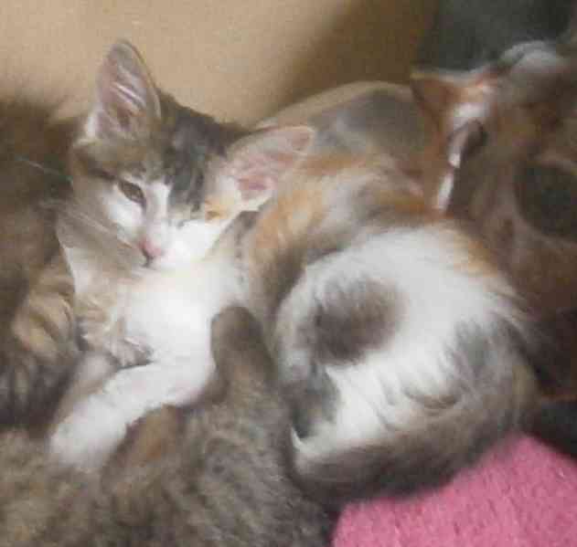 Dlouhosrstá světlá 3barevná Lucinka, 3měsíční kočička - foto 2