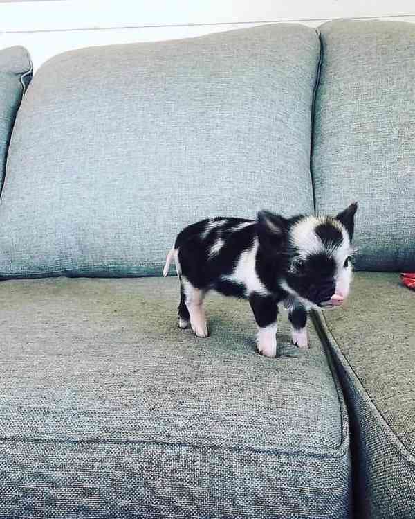 Zdravá prasata k prodeji –