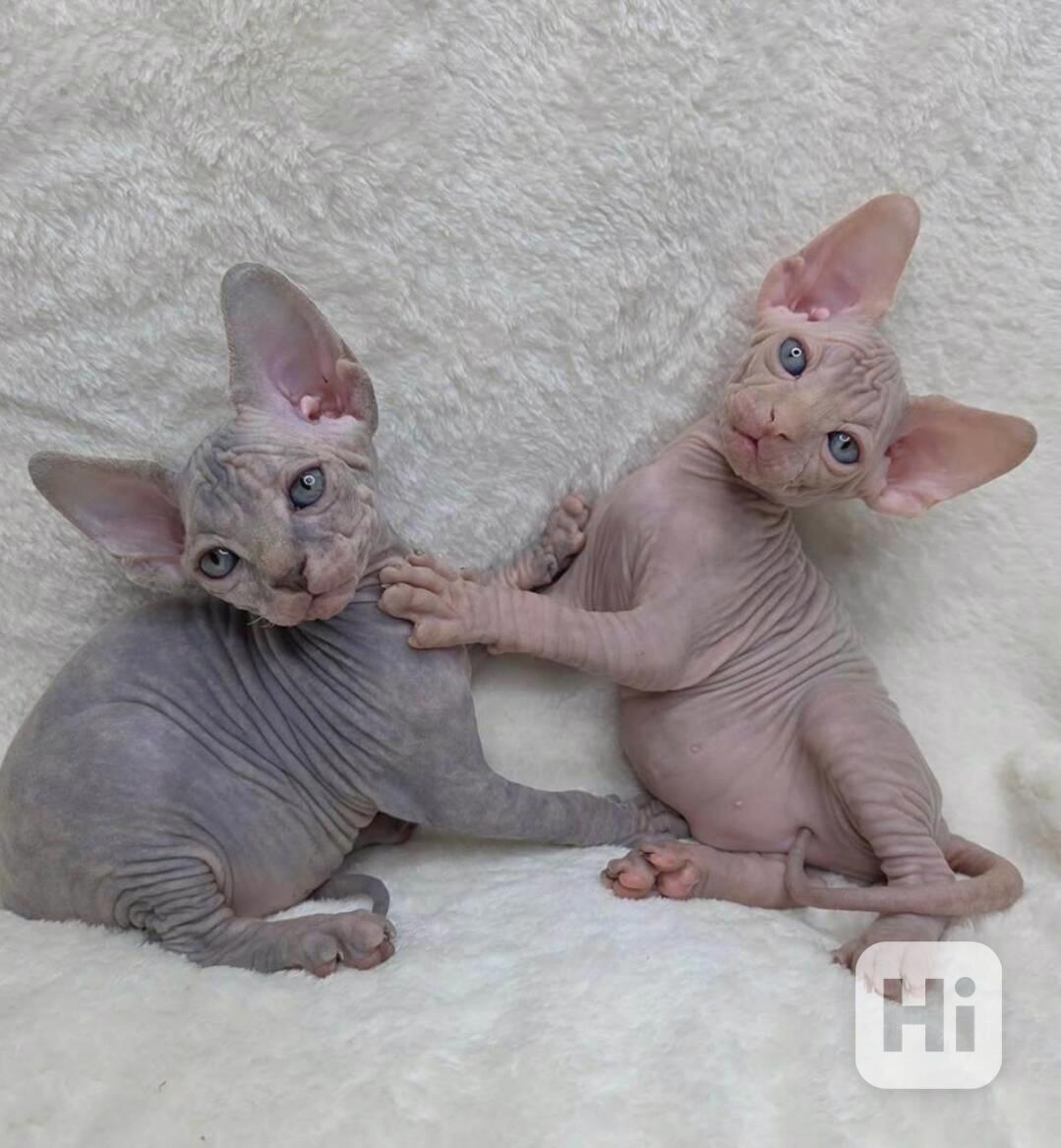 Krásná koťátka sphynxe 🐾 - foto 1