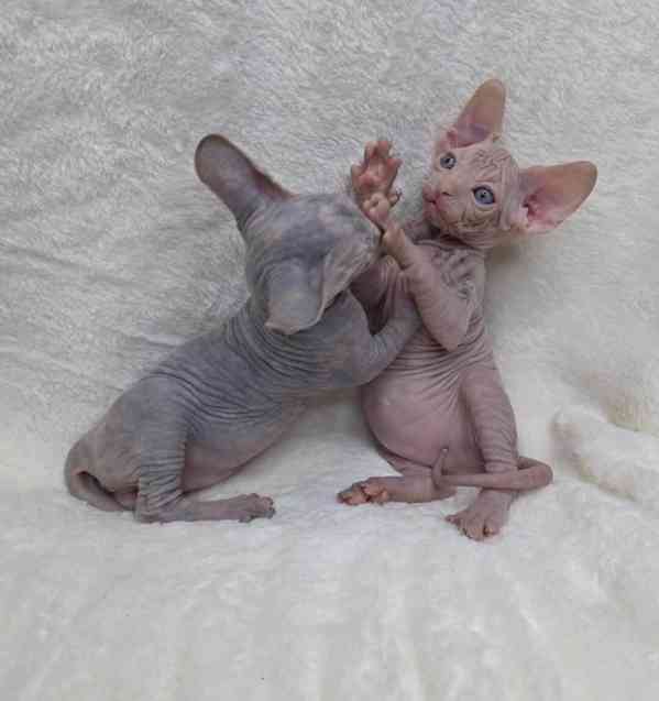 Krásná koťátka sphynxe 🐾 - foto 3