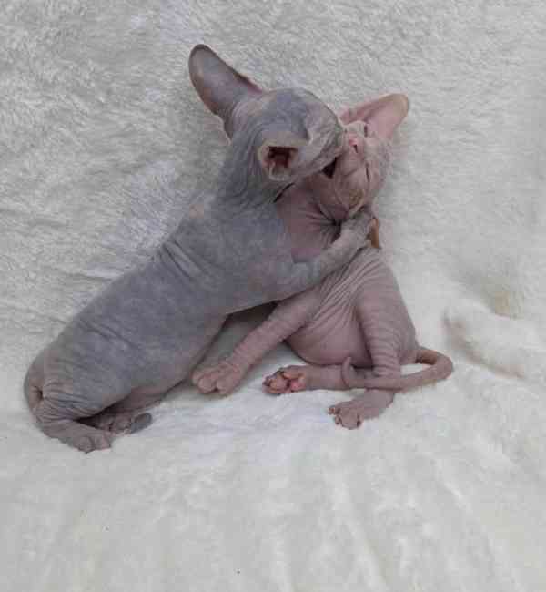 Krásná koťátka sphynxe 🐾 - foto 4