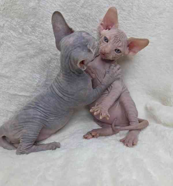 Krásná koťátka sphynxe 🐾 - foto 2