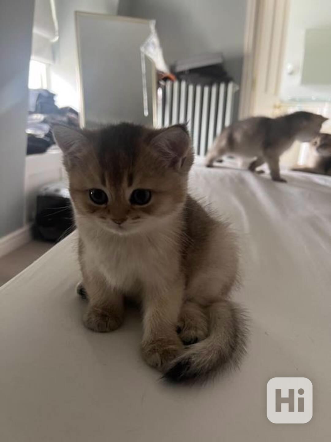  Zdarma Scottish Fold kotě k adopci zdarma nyní  - foto 1