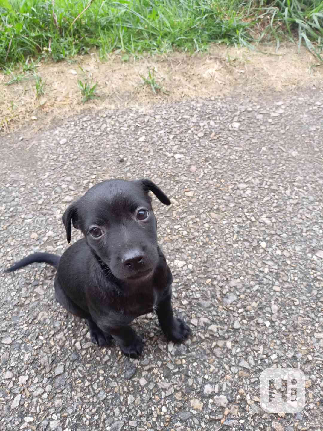 Štěně Mexického mini naháče  - foto 1